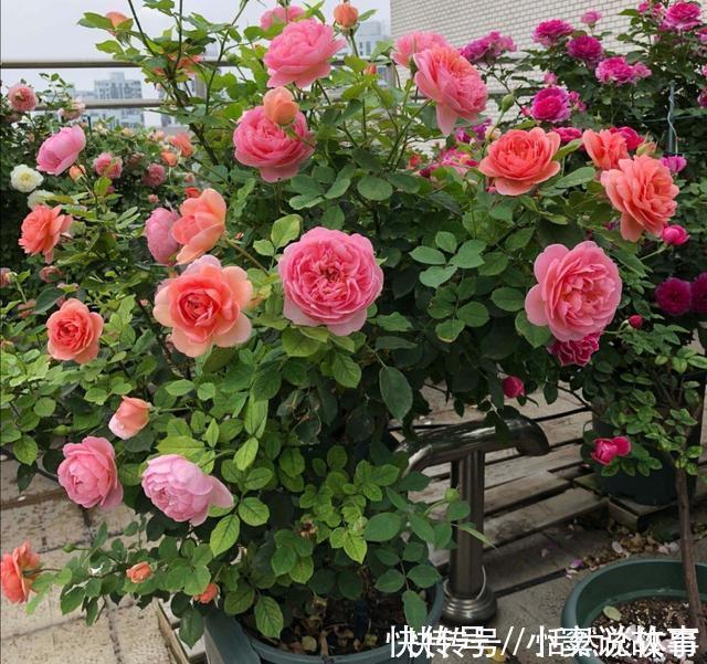 甲硝唑|5种“药”,过期也不要扔,兑水浇花,保花不生“虫和病”