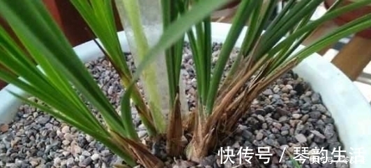 植料|兰花上盆时做好这2点,小芽蹭蹭的疯长,很快就能开花爆盆