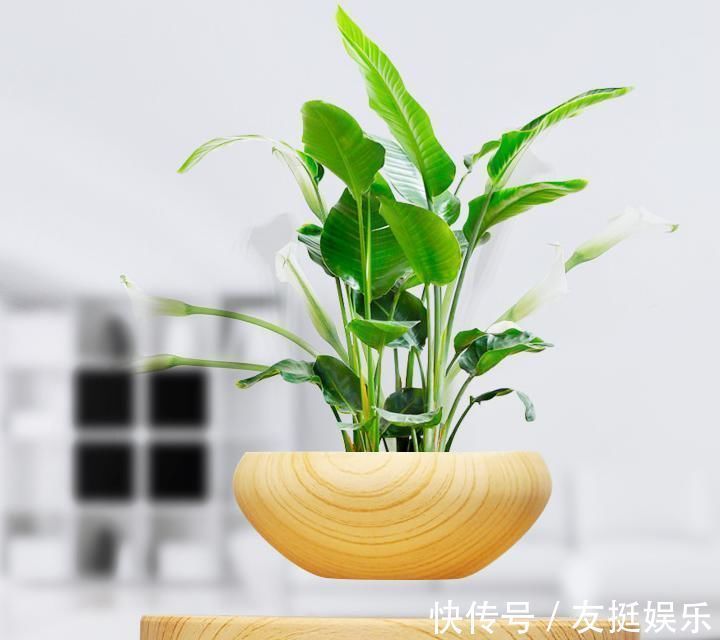 牡丹花|快扔掉家中发财树,真正好看还能净化空气的是这几种,高级又漂亮