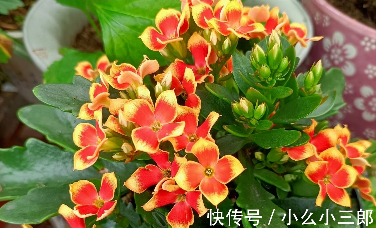 枝条|立秋后养长寿花，3步别落下，还能长成小花树，繁花似锦爆棚惊人