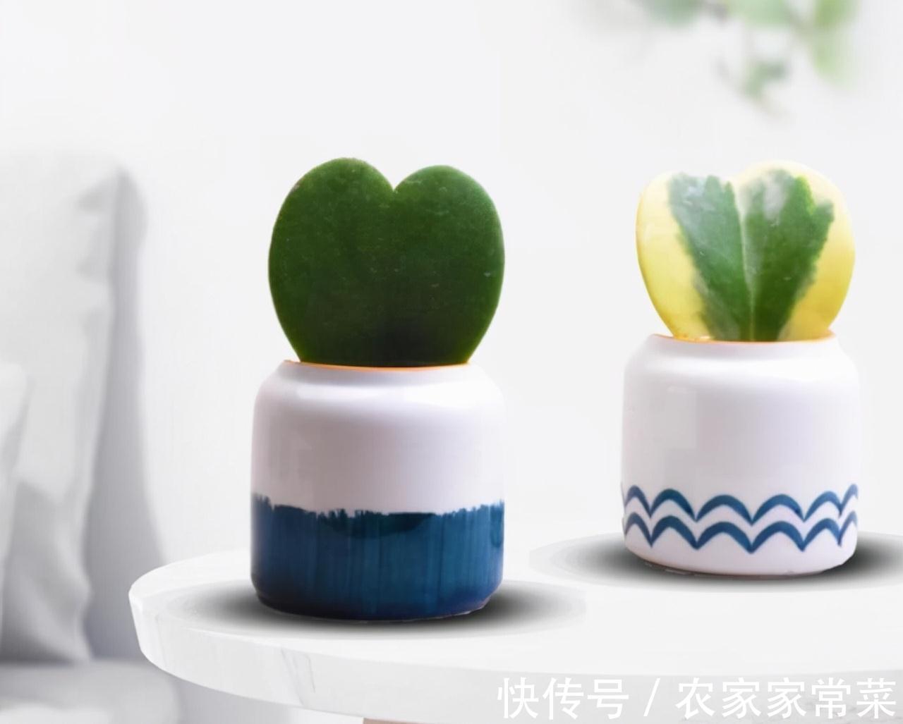 农历九月十八霜降后，养什么花？家里养3种花，柔情似水佳期如梦