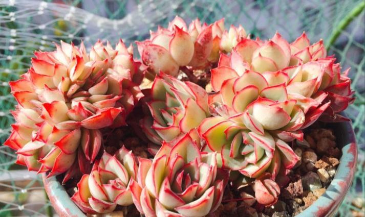 这“三多肉”是缀化小能手,无需掐剪,就能“密密麻麻”蹿满芽