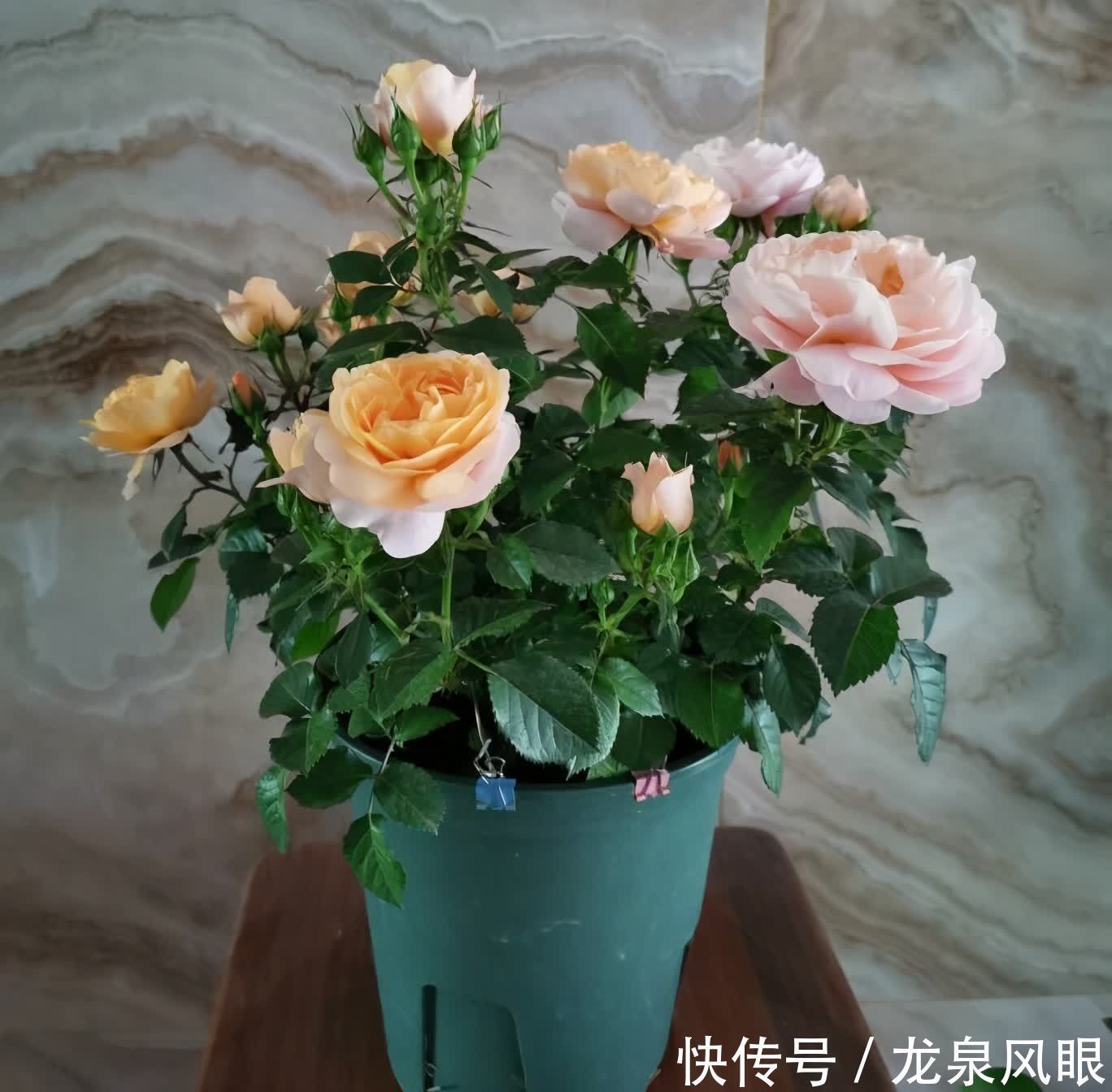 月季小苗怎么养?有2个小方法,顺利养到枝繁叶茂花开满枝