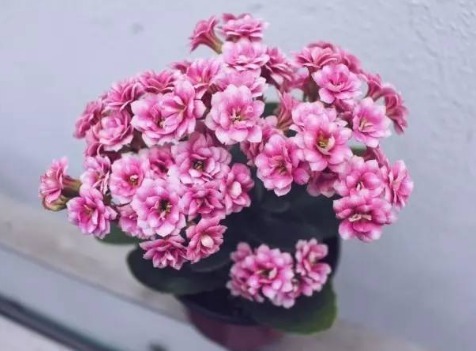 长寿花喝点“甜甜水”,叶子不发红,肥厚绿油油,开花开“爆盆”