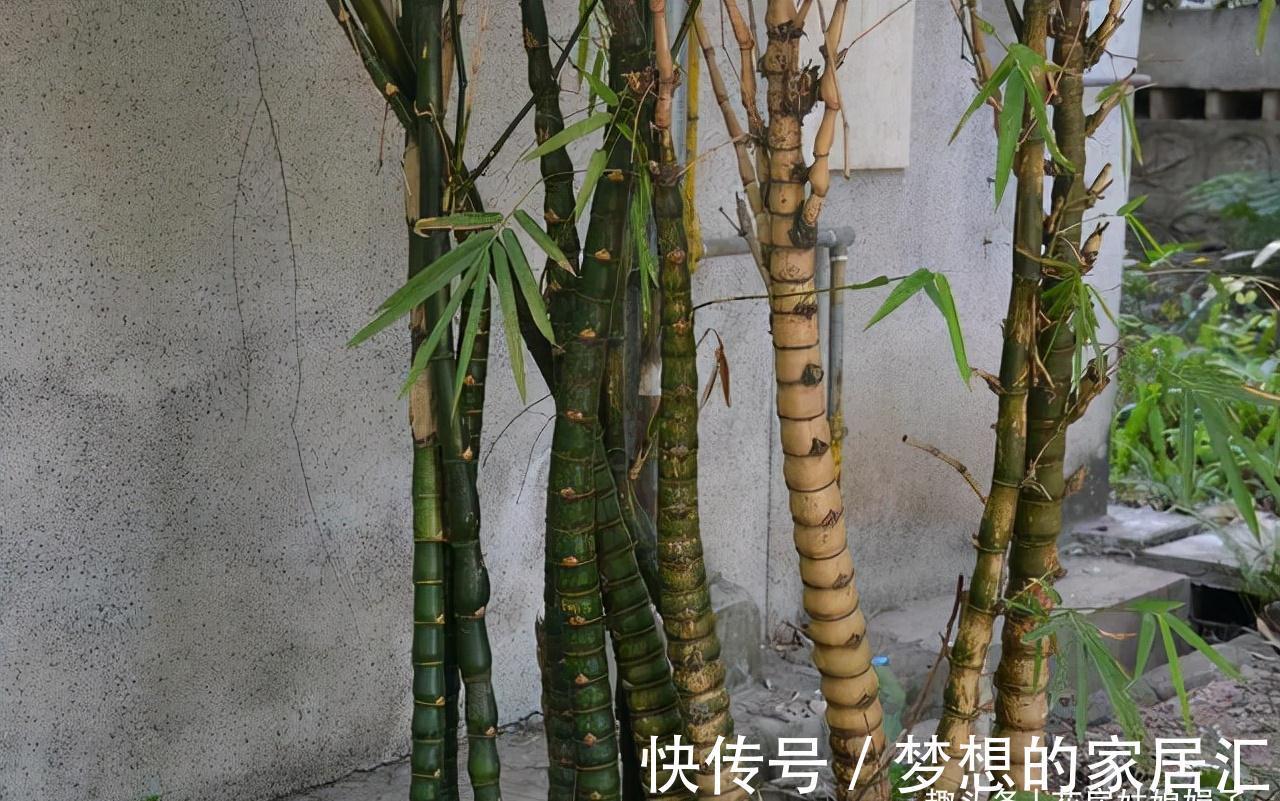 没有院子也能养好竹子,这几种竹子可以做成盆景养在室内