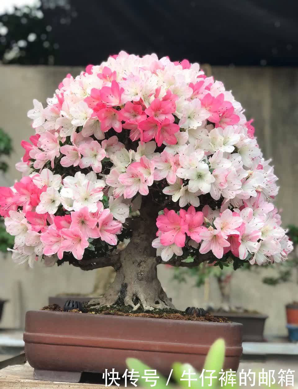 花蕾|堪称“花界劳模”的它们,不怕累,四季花开不歇,好活颜值高