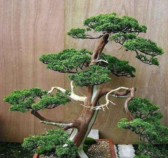 3种名贵盆景山上遍地有,教你养护技巧,个个价值高造型佳