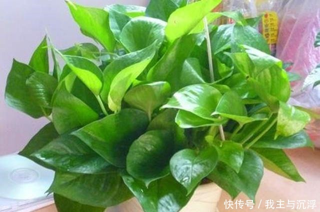 给绿萝来一片小药片,绿萝像吃了生长素,叶片光润颜值高!
