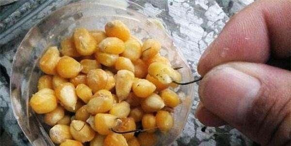 夏季玉米熟了,鲜美多汁;快试试用新鲜玉米钓大鱼