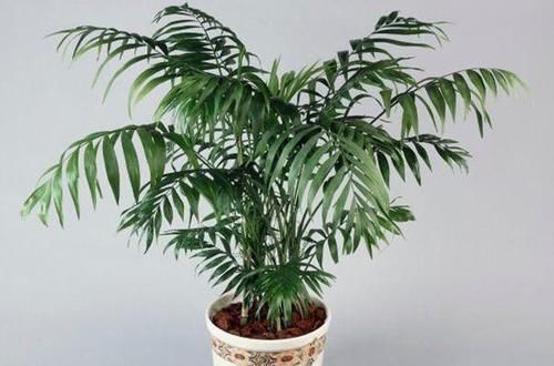 来不及出门远游,就在家养盆袖珍椰子,做到4点可赏异域风光