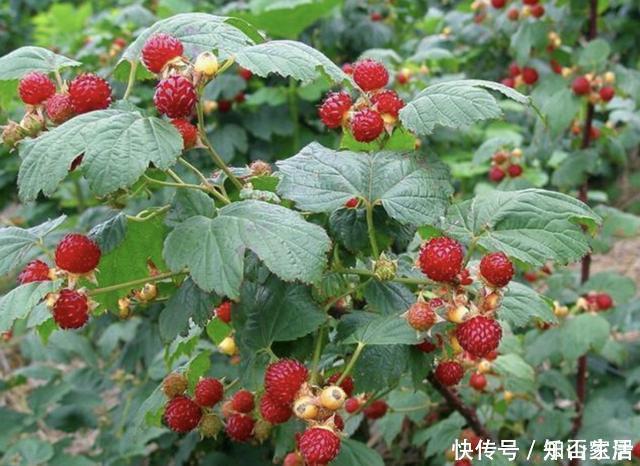 在农村，有1种山莓奇特，以往叫它“树莓”，果子价值高，请爱惜