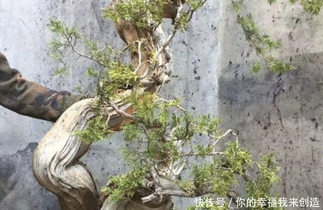 养3种“盆景树”,值钱又“镇宅”,比牡丹、绿萝好看,也好养!