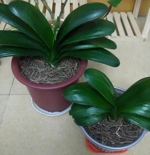 外婆养君子兰,每天不干别的,就浇1“液体”,嗖嗖开花从不僵苗