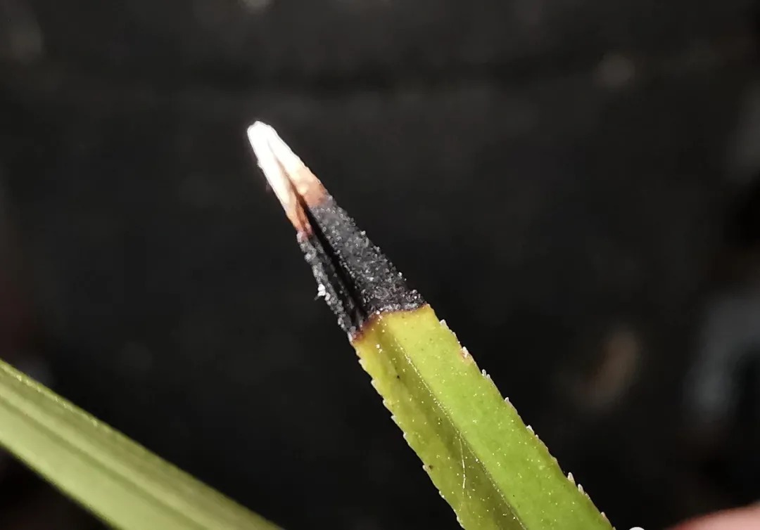 兰友|兰花叶片焦尾怎么办?试试这些方法,总有一款适合你