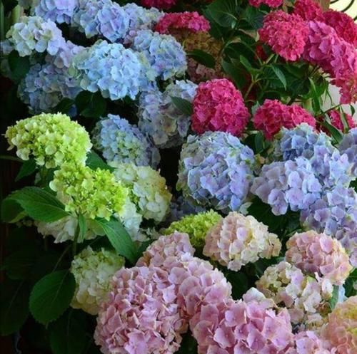 5种耐阴花，最怕太阳晒，夏天来临之前要转移