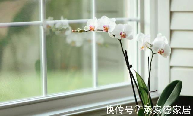 土壤|天气转凉,室内养兰花,该注意什么?盆栽谨记4点长势猛