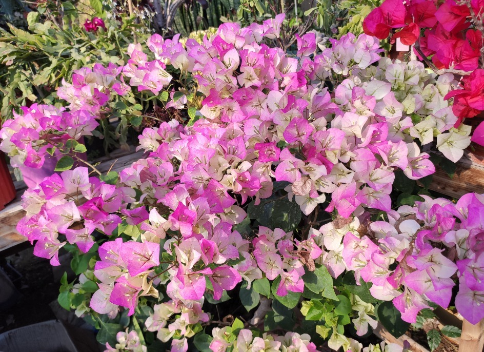 透气性|养三角梅最怕不开花，如果你是新手，从5点入手，让它一年开多次