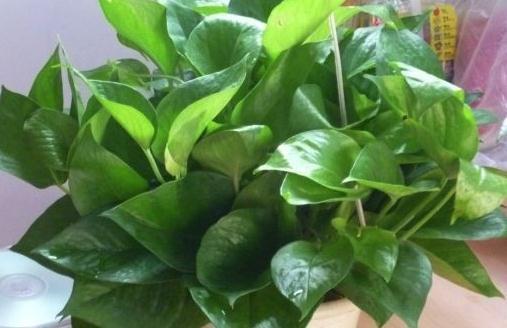 入冬后，买4种垂吊花挂阳台上，生命力旺盛，观赏性高，真值