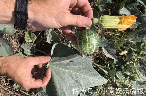 南瓜|最早的南瓜长什么样?虽然只有1万年,但已经和餐桌上的完全不同