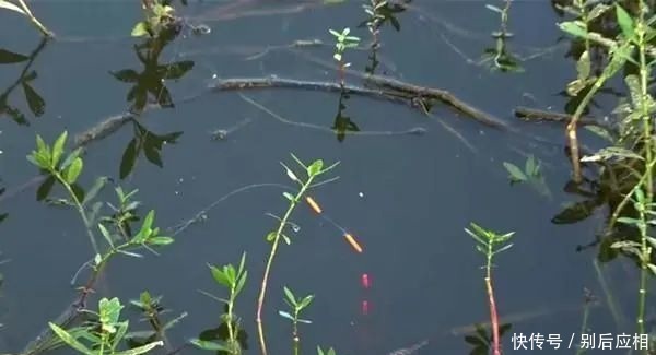 【钓鱼技巧】七星漂线组搭配和调漂技巧,冬钓大鲫鱼的狠招数