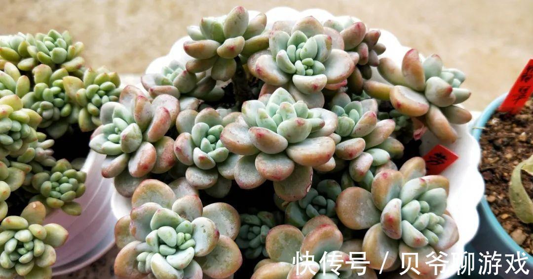 肥厚|多肉劳尔冬天怎么养,做好这三点,也能红润饱满香味浓