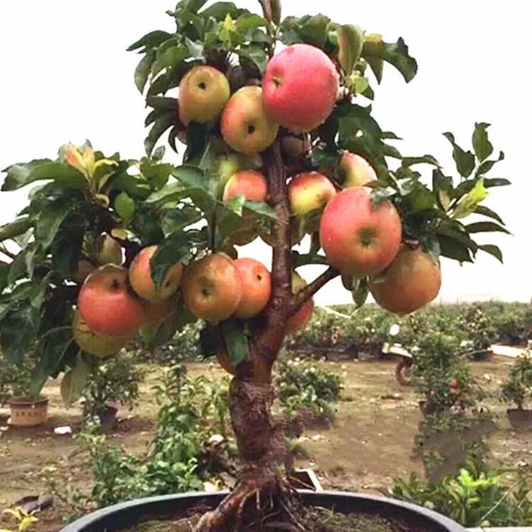 枇杷|养花不如养树，这几款很适合当观赏盆景摆放在阳台上