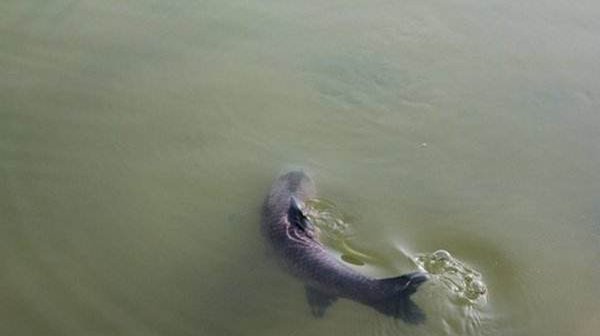 钓青鱼怎么调漂图解钓青鱼最佳调漂是几目