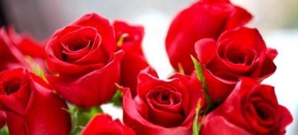 玫瑰|比起喜欢玫瑰,养花盆的“精品玫瑰”卡罗来纳,像火花一样红润明亮的爱