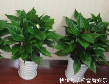 阳台放上几种东西,让你家财运亨通,一生富贵旺到爆!