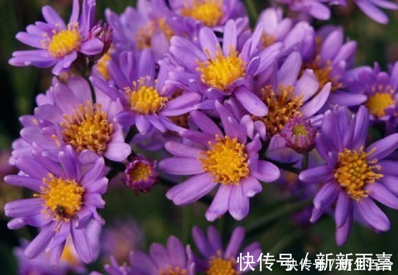 懒人最爱养的花，半月不浇水照样爆盆，花苞爬满枝头，绚丽多彩