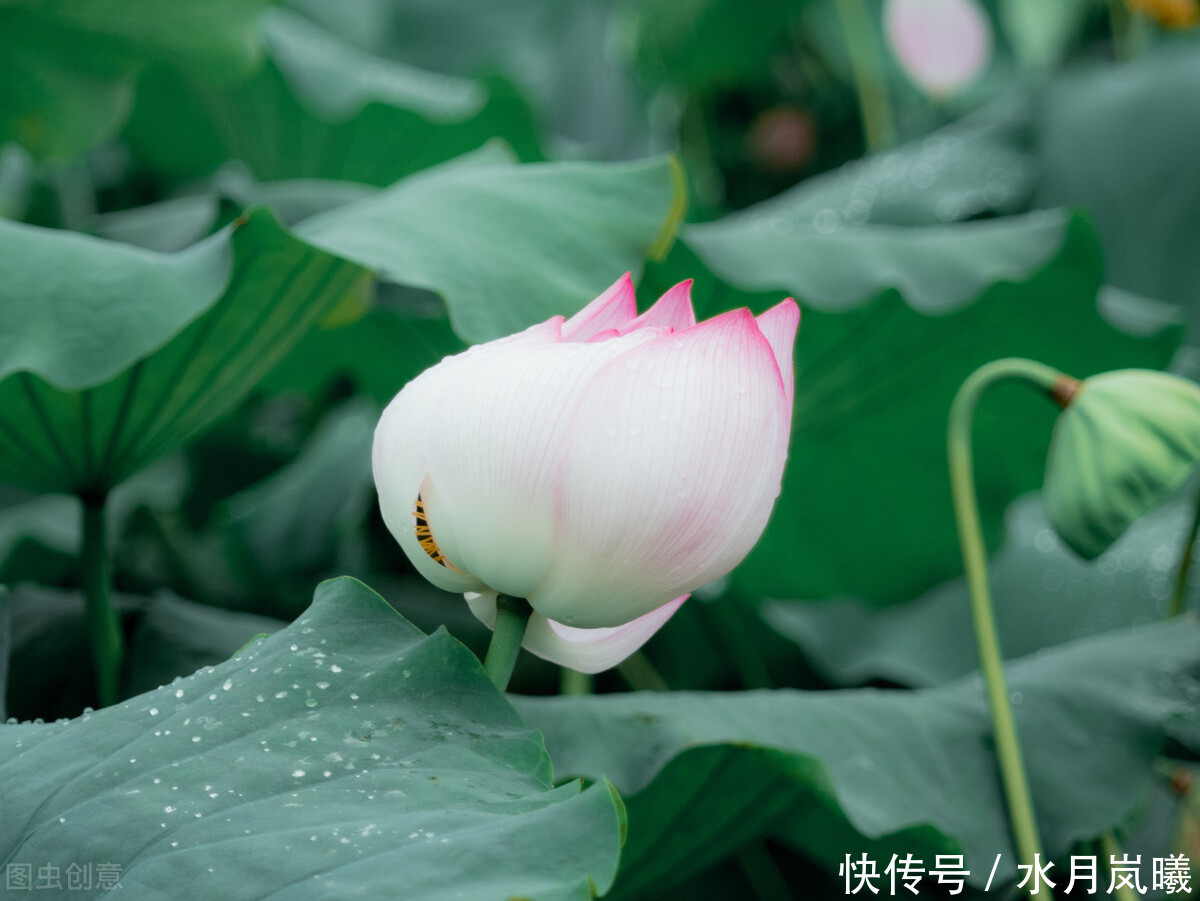 丹青|流年为笔,相思为笺,丹青水墨间,许你一场花开无言