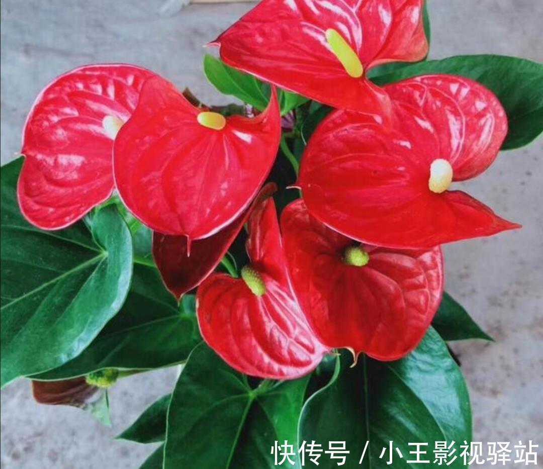 养护|5种“耐阴花”,家里采光差,一样常开花,高端大气又好养