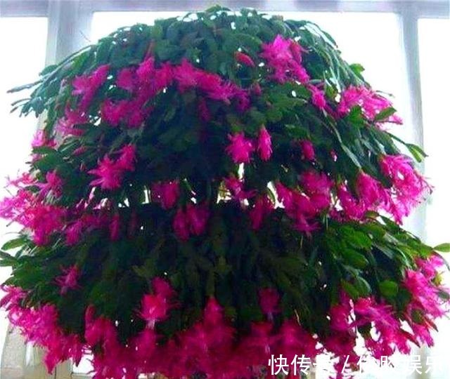 土壤|蟹爪兰花后养护很重要,仅仅修剪还不够,做好这4点,开花大又多