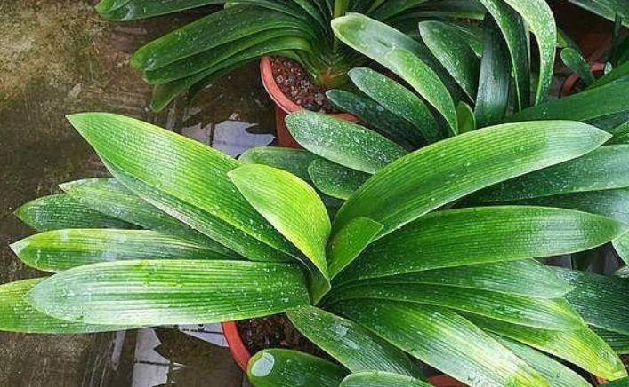 什么黄豆水、淘米水都不如“它”,10天浇一次,叶绿、花旺