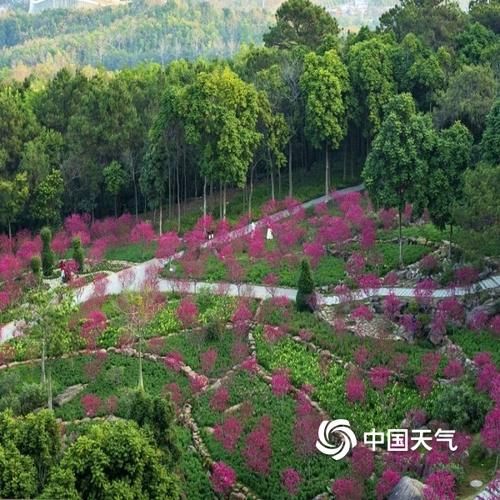 生机勃勃！广西南宁桃花岛鲜花俏丽吸引游人