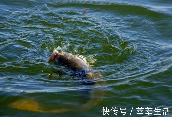 钓位|钓不到大鱼？是你没弄明白这几点钓大鱼的要素
