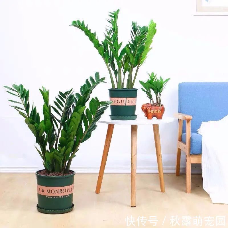 观赏价值|八种命里带“钱”的植物,家里养一盆,招财又旺运,你家养了几种