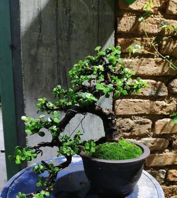 盆景|想要把金枝玉叶养成漂亮的盆景,这么做就对了