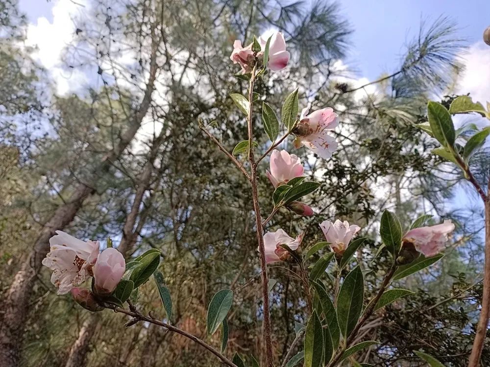 美丽晋宁：春回大地，大庄村山茶花开