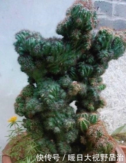 这种多肉植物不能太“小心”伺候,否则肉质茎容易腐烂哦