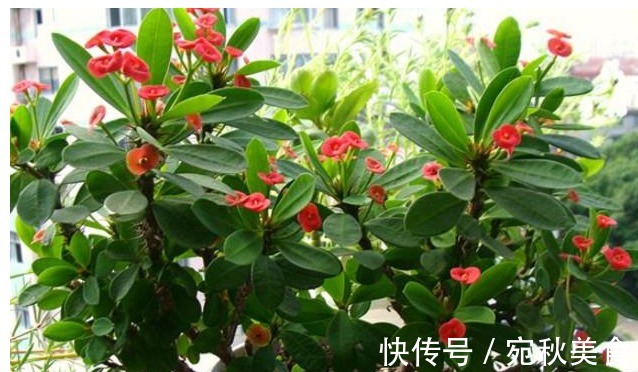 家里养以下四种花,一年四季花开不断,天天有花赏