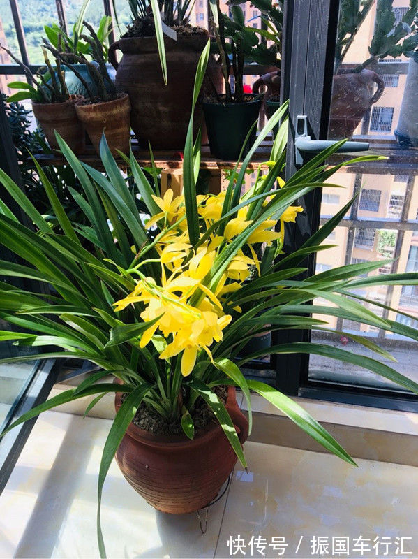 喜欢菊花,不如养盆优良名菊“蜡菊”,美轮美奂,爆成菊花海!