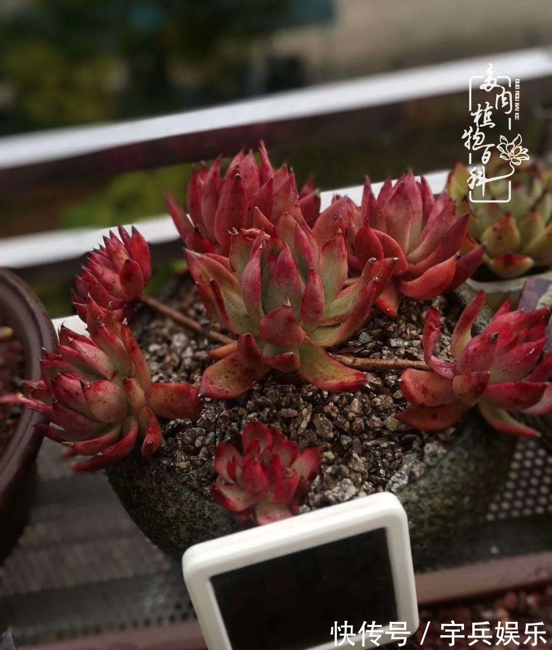 多肉植物|养多肉三年多九万里悟道,终归诗酒田园!