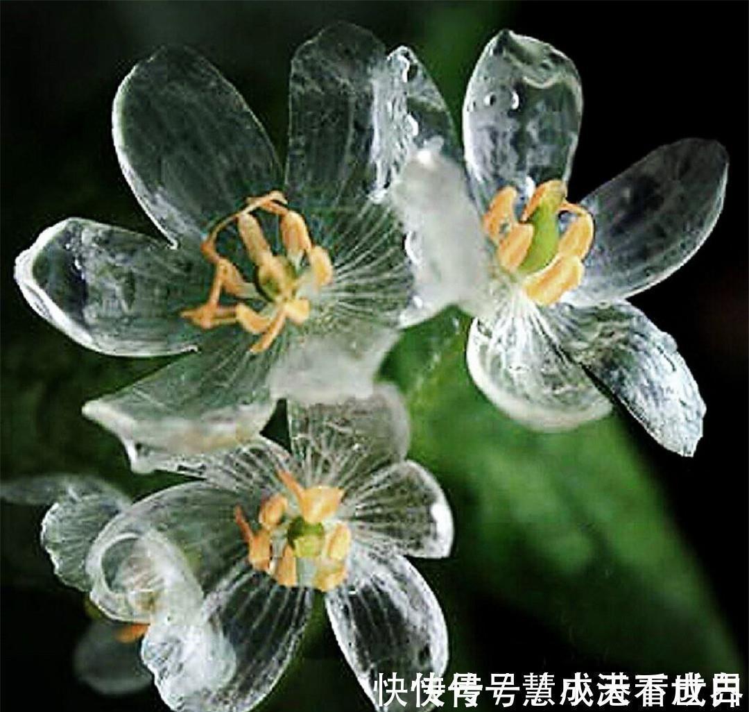 泸沽湖|世界上最纯洁的花,花瓣透明如水晶,每当下雨就会“变脸”
