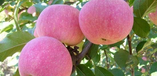 黄豆|前列腺炎怎么引起的?前列腺炎患者日常吃什么?前列腺如何变健康