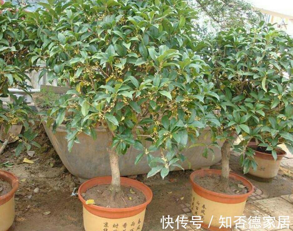 4种漂亮花,下个月就开花,现在别“瞎修剪”,耽误一年开花量