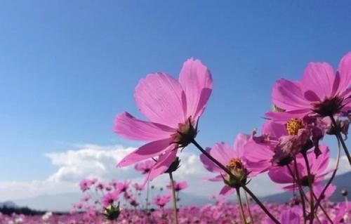 古城下的花海—美如画卷