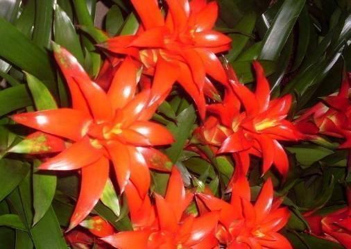 有钱人最喜欢的3种花草,能促进住宅风水,摆放位置大有讲究