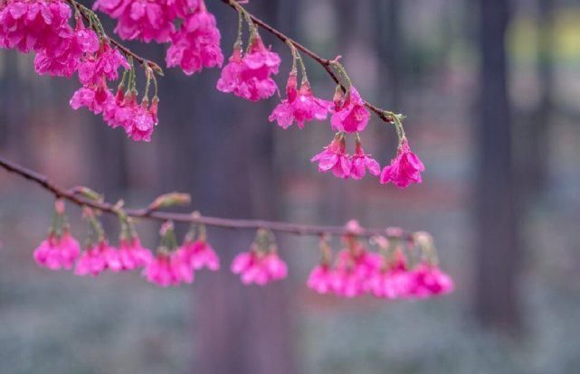 好时光、畅我心怀。见桃花敛，梅花落，杏花开