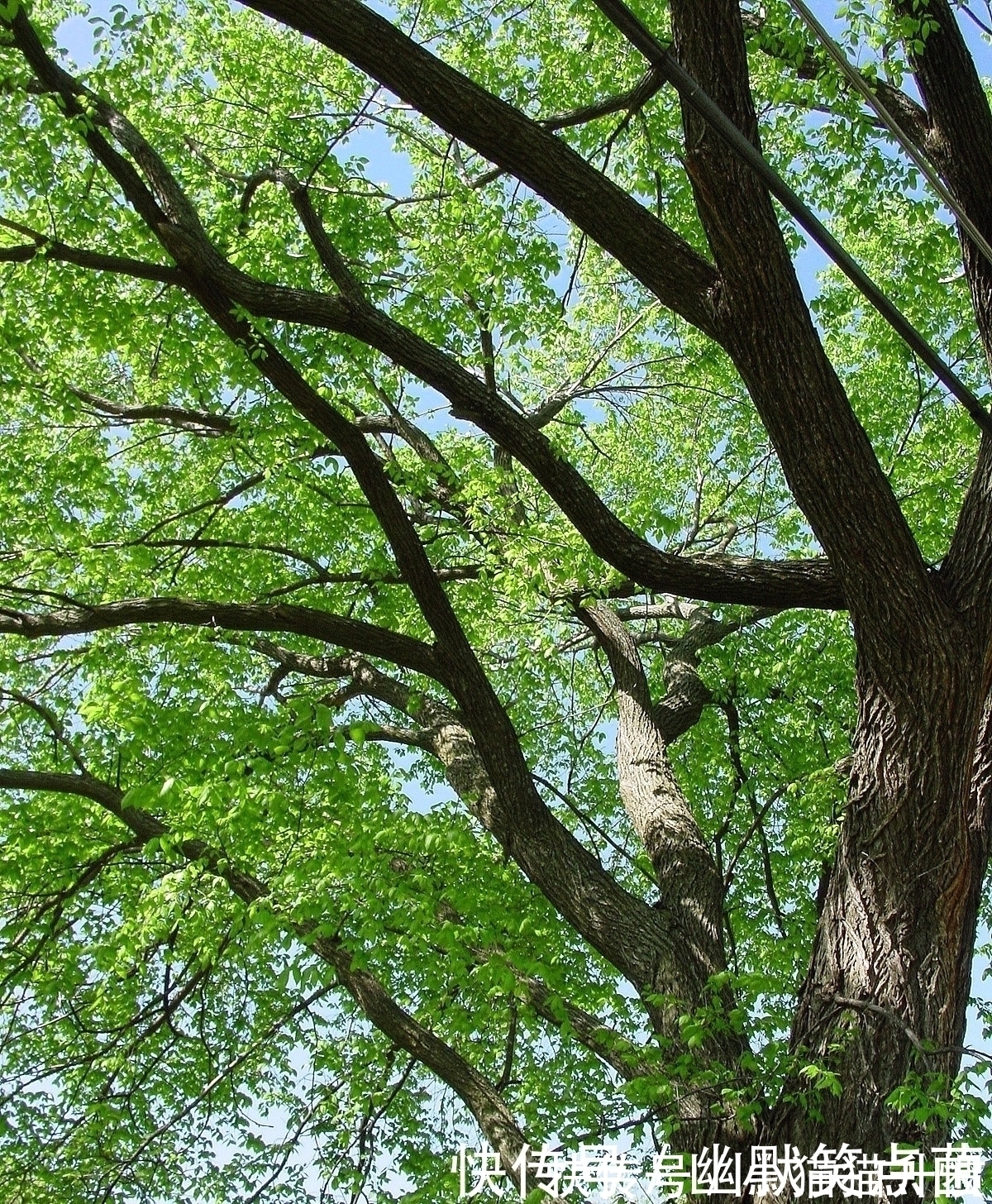 在自家农村院子里种什么树寓意比较好?下面7种树很适合